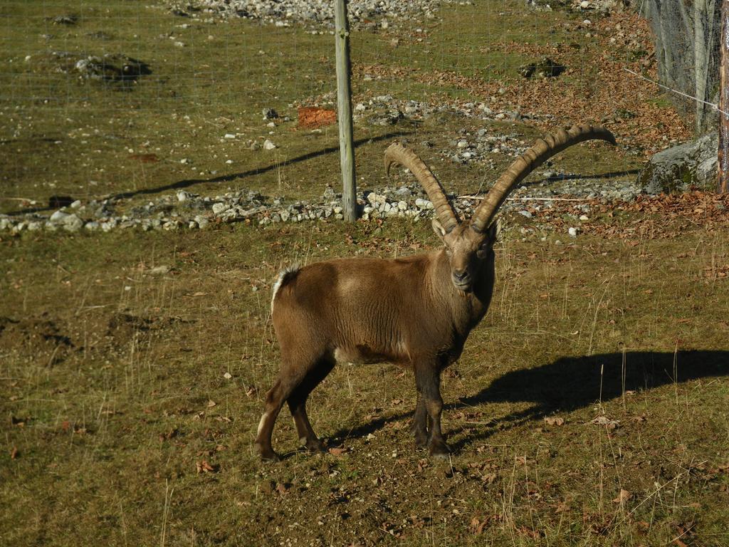 Hotel Ramsaueralm Ramsau am Dachstein Esterno foto